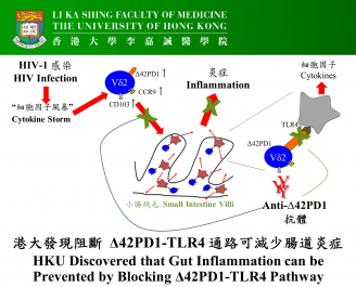 HKU discovered that gut inflammation can be prevented by blocking Δ42PD1-TLR4 pathway.